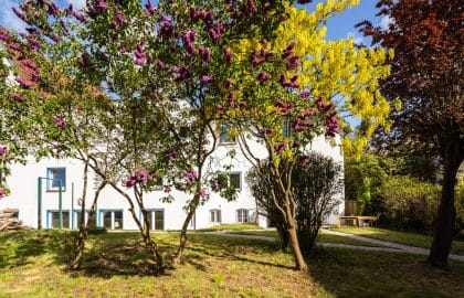 Garten mit blühendem Flieder und Goldregen vor einem weiß verputzten Gebäude, Rasenfläche mit geschwungenem Weg.